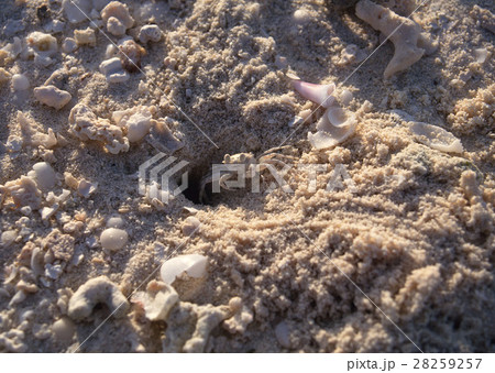 カニ カニ 28259257