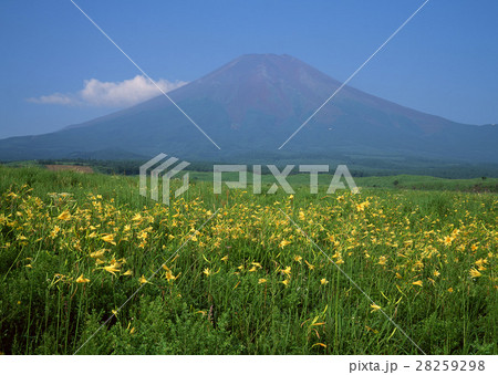 花畑と富士山 28259298