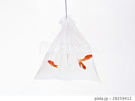 金魚 28259412