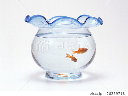 金魚鉢 28259718