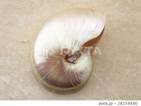 オウムガイ オウムガイ 28259886