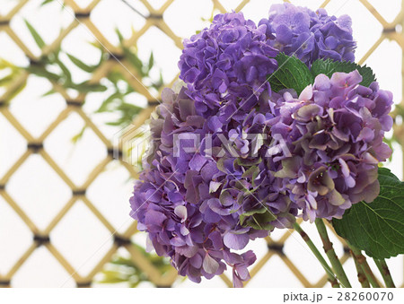 アジサイ 28260070