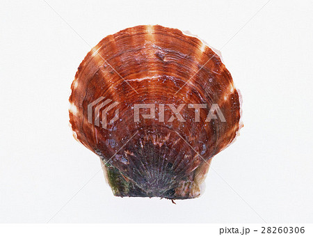 ホタテ 28260306