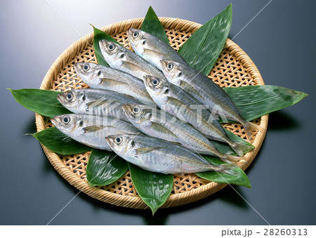 アジ アジ 28260313