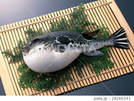 トラフグ 28260341