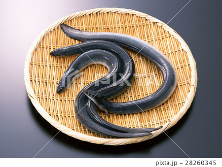 ウナギ ウナギ 28260345