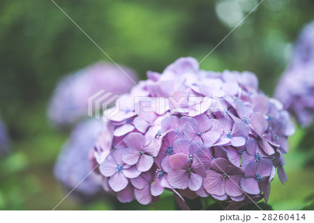 紫陽花 28260414