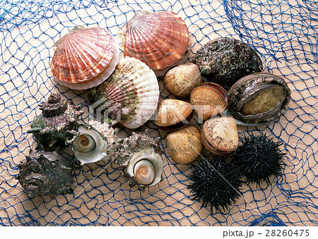 魚介いろいろ 28260475