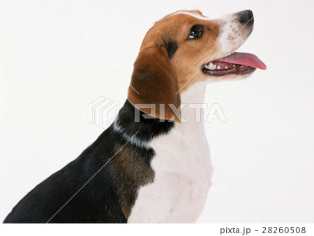 ビーグル 28260508