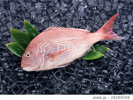 マダイ マダイ 28260509