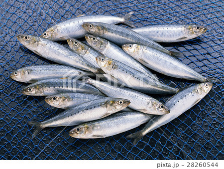イワシ 28260544