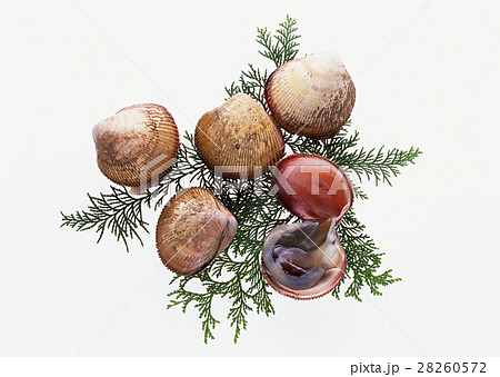 トリガイ トリガイ 28260572