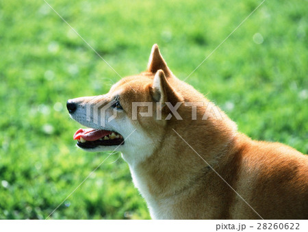 柴犬 28260622