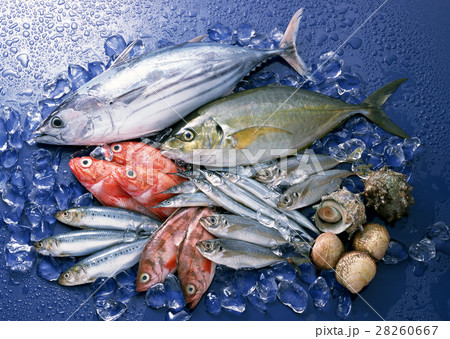 魚介いろいろ 28260667