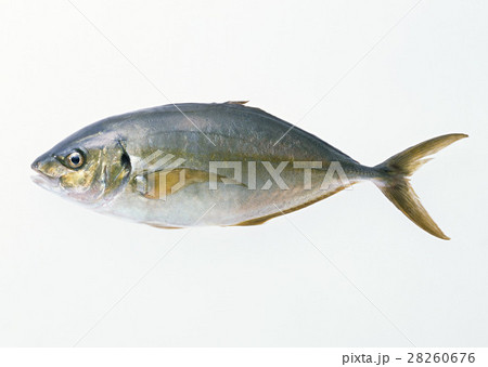 シマアジ シマアジ 28260676