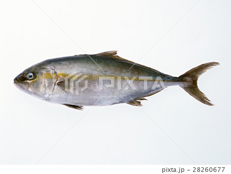 カンパチ カンパチ 28260677