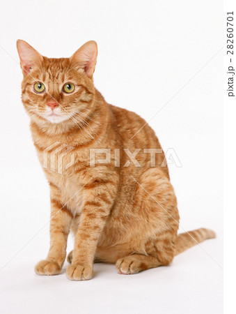 日本猫 28260701