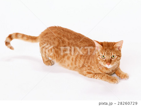 日本猫 28260729