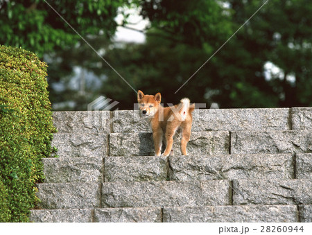 柴犬 28260944