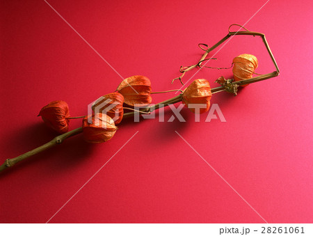 ホオズキ 28261061