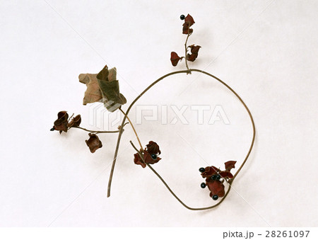 枯れ葉 28261097