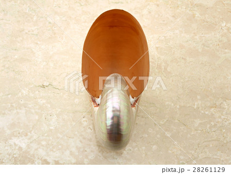 オウムガイ 28261129