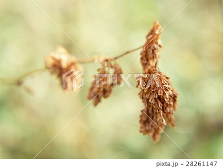 枯れ葉 28261147