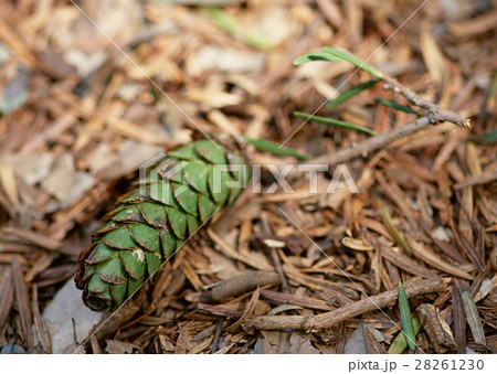 マツボックリ 28261230