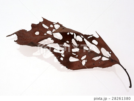 枯れ葉 28261380