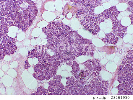 細胞 28261950