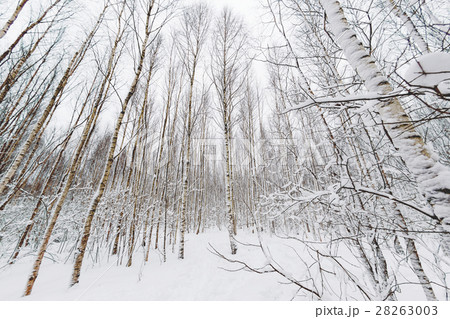 Winter forest. captured with Fish-Eye lens. Winter forest. captured with Fish-Eye lens. 28263003