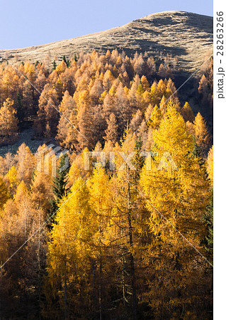 Autumn panorama from Italian Alps 28263266