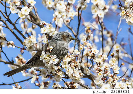 梅の蜜を吸いに来たヒヨドリ 28263351