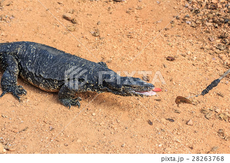 Water monitor lizard 28263768