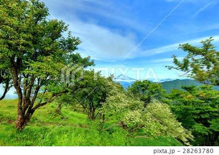 ウツギの花咲く丹沢・塔ノ岳から富士山遠望 ウツギの花咲く丹沢・塔ノ岳から富士山遠望 28263780