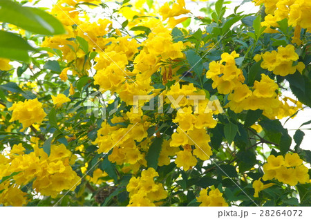 Flower. Garden flora in a beautiful park for relax Flower. Garden flora in a beautiful park for relax 28264072