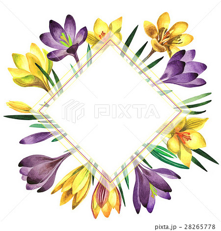 Wildflower crocuses flower frame in a watercolor Wildflower crocuses flower frame in a watercolor 28265778