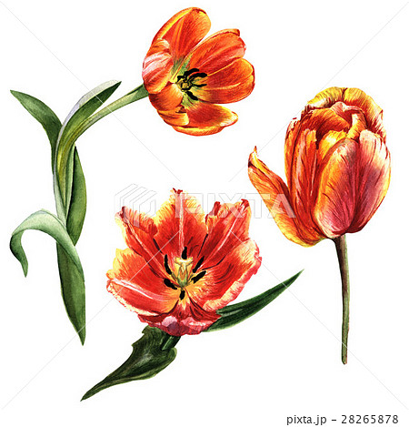 Wildflower tulip flower in a watercolor style 28265878