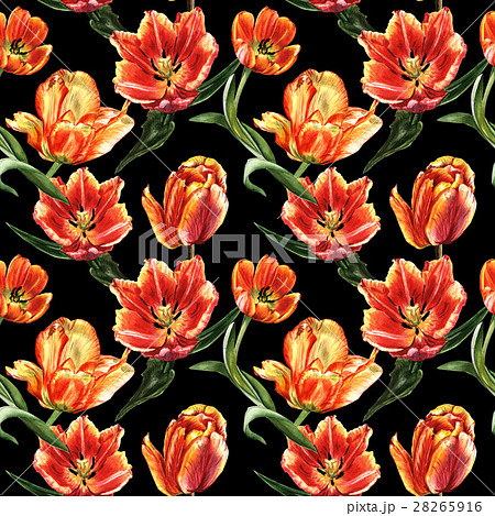 Wildflower tulip flower pattern in a watercolor 28265916