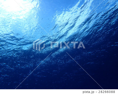 海面を泳ぐ小魚 海面を泳ぐ小魚 28266088