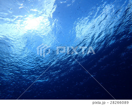 海面を泳ぐ小魚 海面を泳ぐ小魚 28266089
