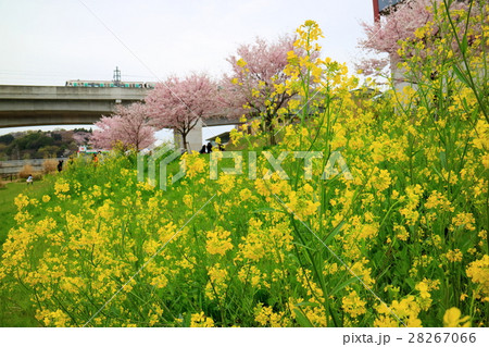 横浜・港北ニュータウンの菜の花と地下鉄グリーンライン 28267066