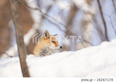 雪の上のキタキツネ 28267178
