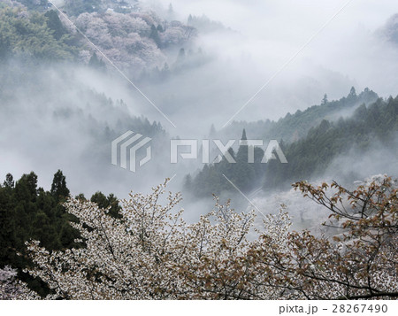 朝霧の吉野山（奈良県） 28267490