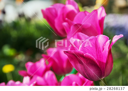 Pink tulips in the garden, springtime Pink tulips in the garden, springtime 28268137