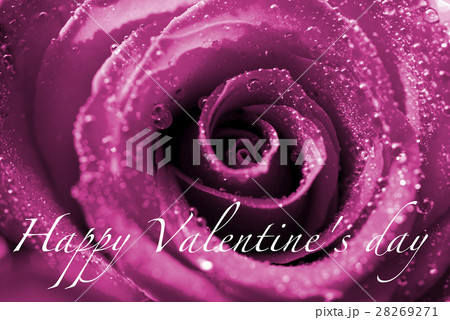 close-up  rose with water drops 28269271