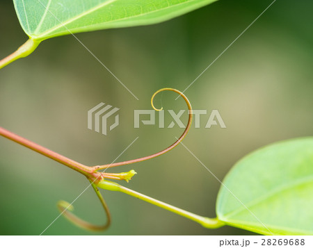 Tentacles of Ivy plants Tentacles of Ivy plants 28269688