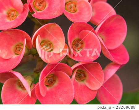 Red Jasmine Flowers Blooming Red Jasmine Flowers Blooming 28269689