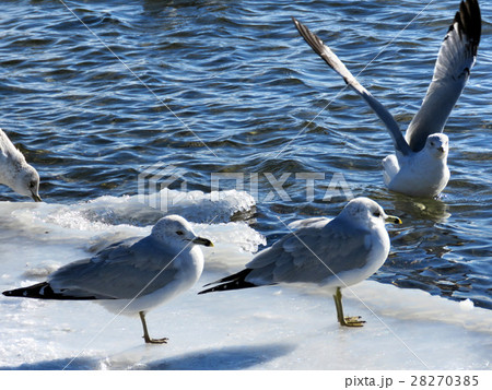 Toronto Lake gulls 2017 Toronto Lake gulls 2017 28270385