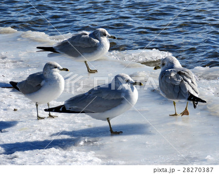 Toronto Lake gulls on ice 2017 Toronto Lake gulls on ice 2017 28270387